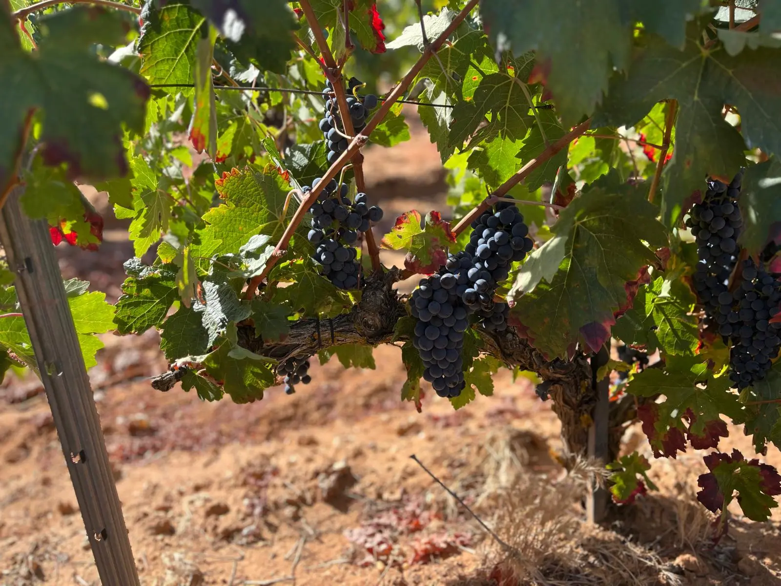 sanzcavadas viñedos