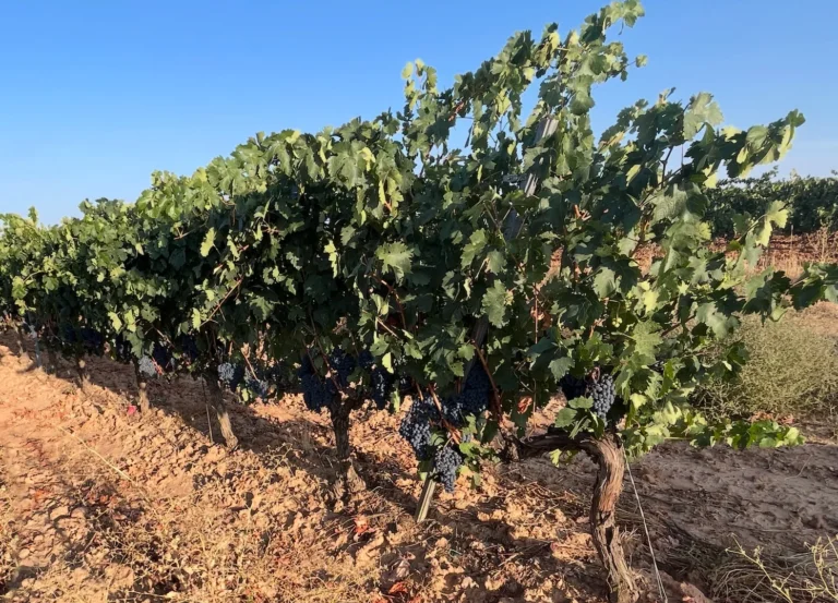 viñedos sanz cavadas en tierras burgalesas