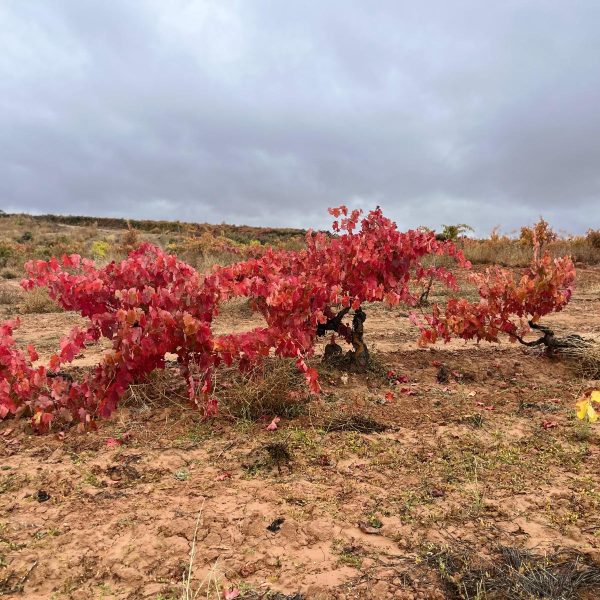 2338c38d-451d-42c8-8d9b-876f861cebd7