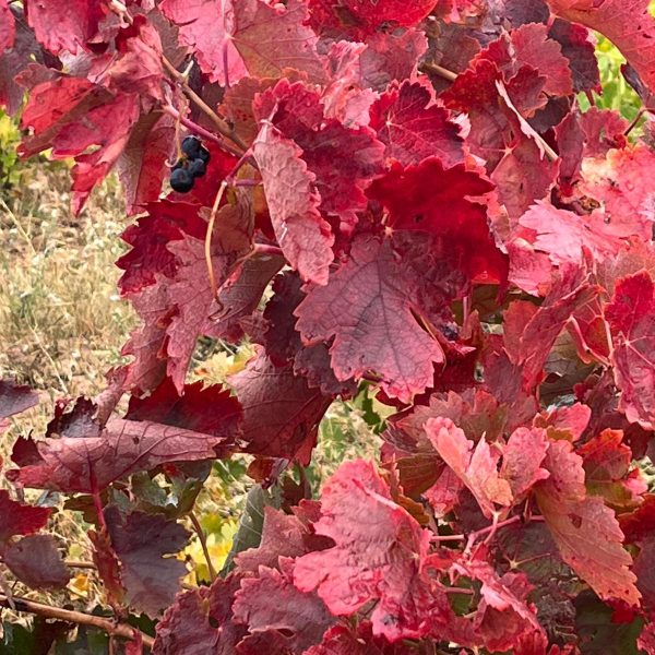 31f34677-36c7-4897-bb92-6b9337f61cb0