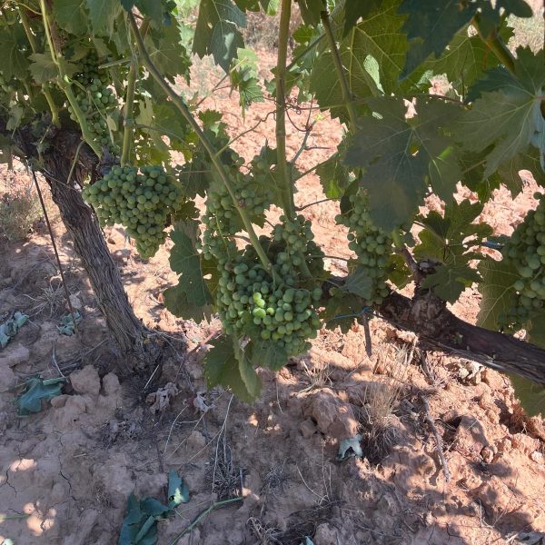 4c0524ad-38cf-47f2-9cd4-3980c6285569