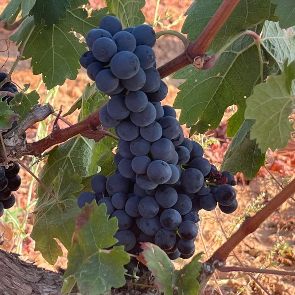 4e286ad2-5a68-40bd-9de6-841ac0f8f6e8