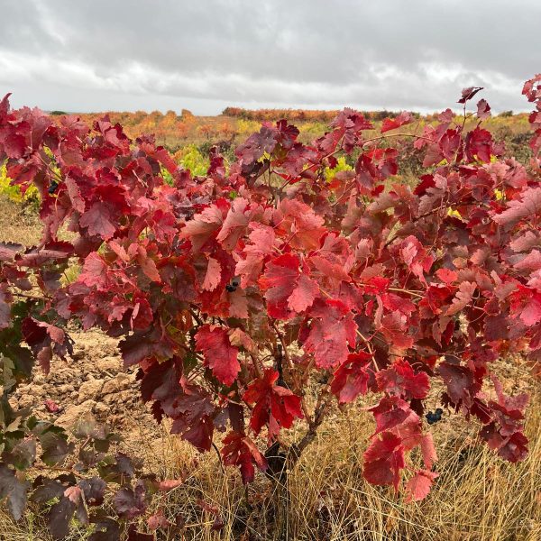 5f399db5-1849-465c-9663-0016e1116d96