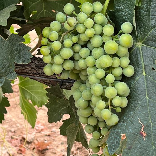 84ba2812-5204-4932-b9f1-a812725a106f