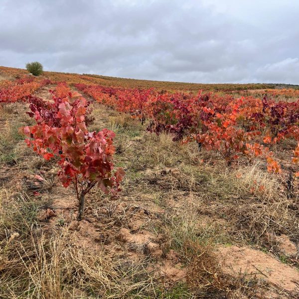 8b90334a-8848-4dbc-9381-89e774a1d365