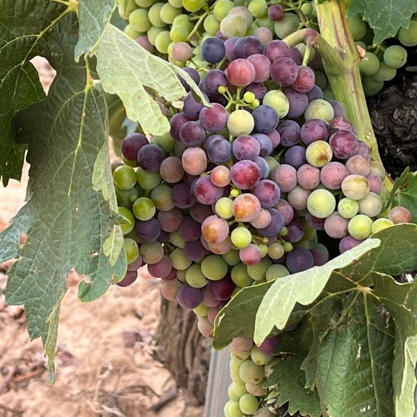 93639415-7229-4606-8ad3-dcefbbff639f