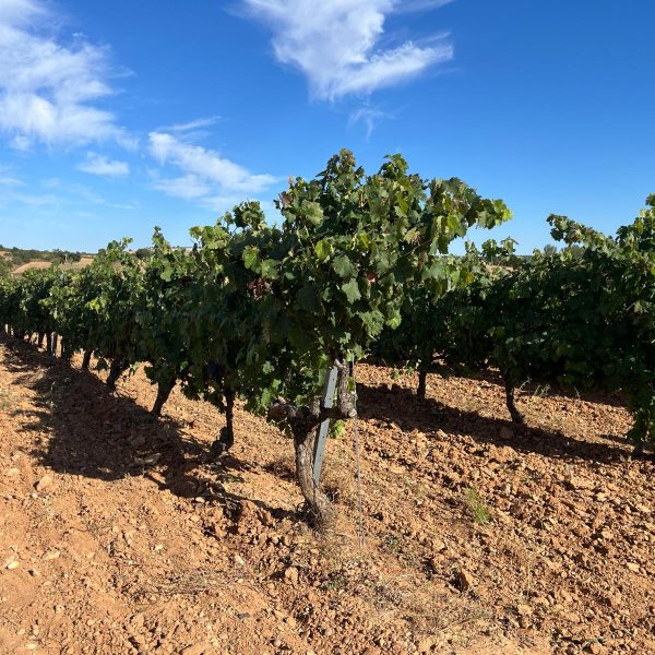 96989b9c-9548-4cbd-adb1-f359847a6c42