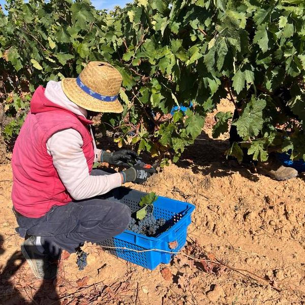 recogida uvas sanzcavadas