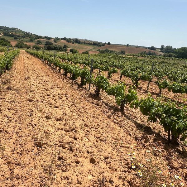 e77c8466-b0ff-4434-a982-e6c8d980db08