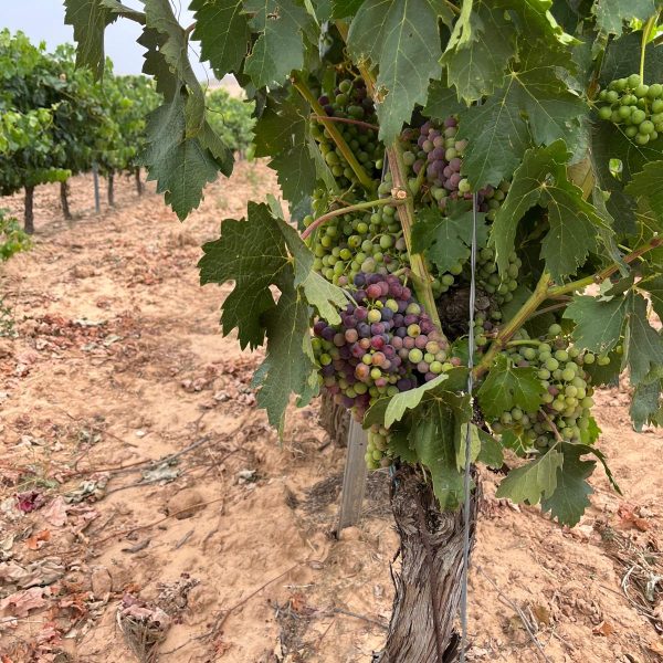 eba52bd2-ef87-4a80-bdcd-507cf39005fa