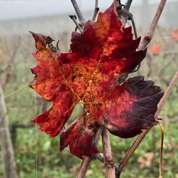 en los viñedos sanzcavadas