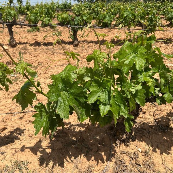 fb111f49-4369-4338-9294-d782ba490eb1