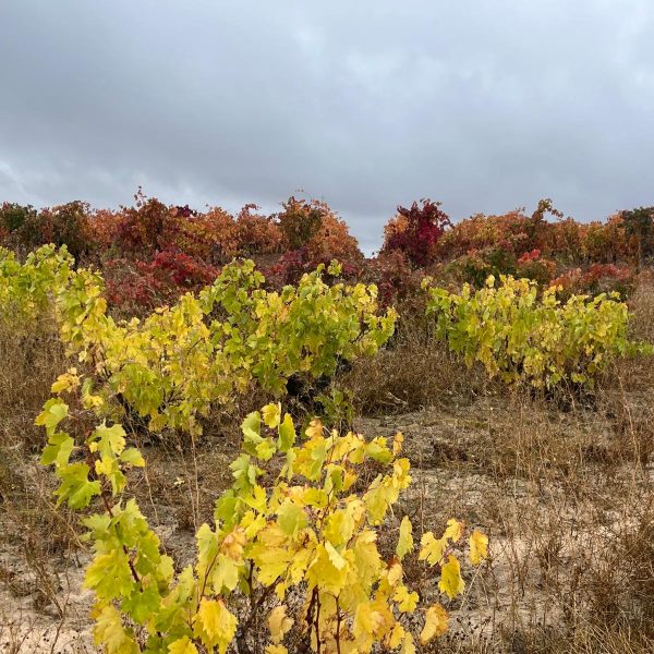 fd209b91-682a-42b0-8724-41dbca619350