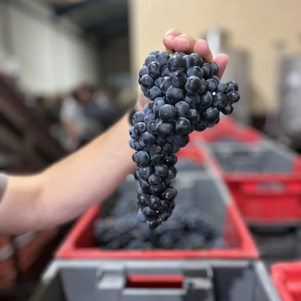 racimo de uvas sanzcavadas