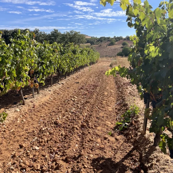 viñedos de sanzcavadas