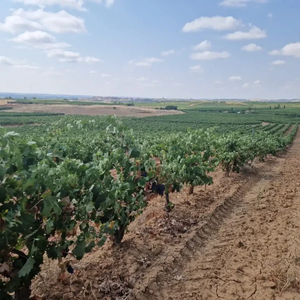 viñedos sanzcavadas